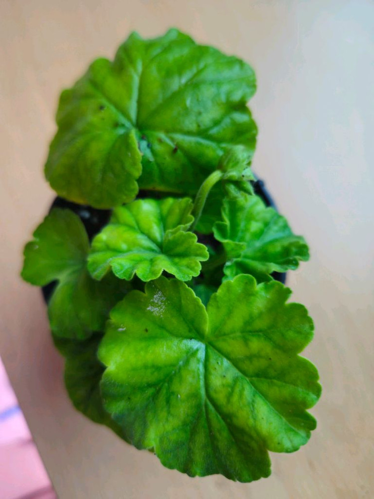 리사마농 제라늄 이미지