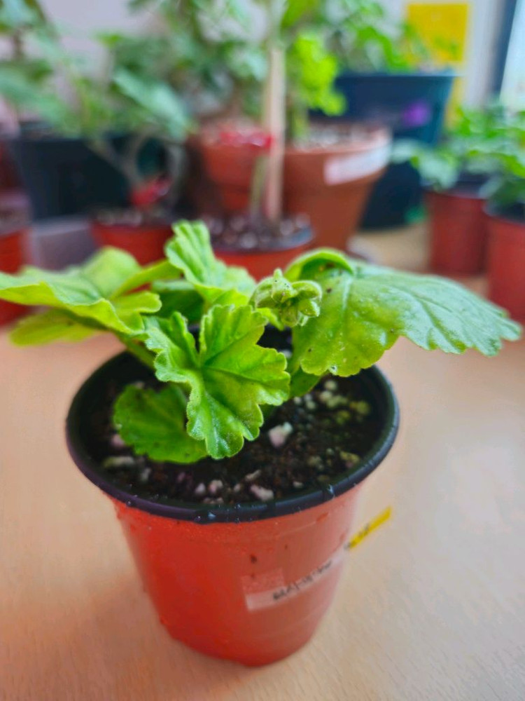 리사마농 제라늄 이미지