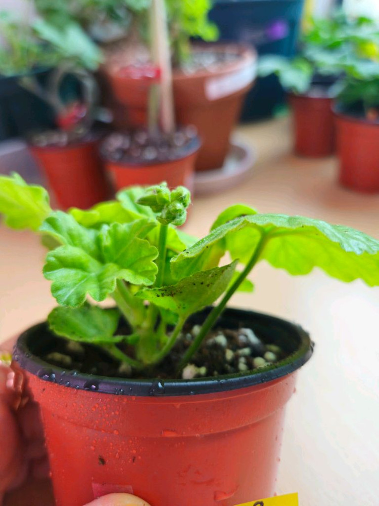 리사마농 제라늄 이미지