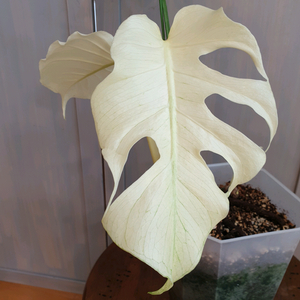 #조배X #잎2장 #잎24cm #풀민트 #몬스테라 델리시오사 화이트몬스터 바리에가타 이미지