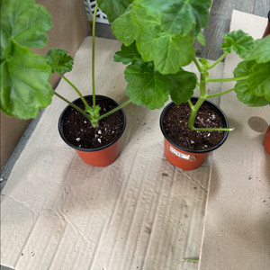 물병자리별 파니발랩스카 러시아 제라늄 이미지