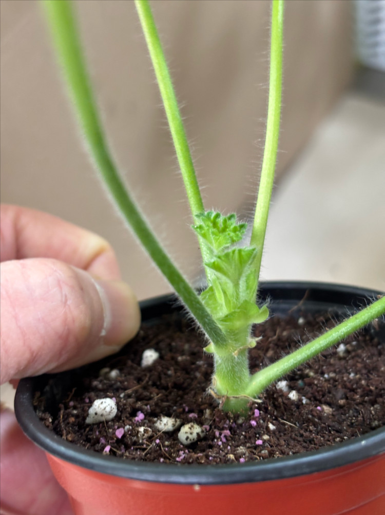 물병자리별 파니발랩스카 러시아 제라늄 이미지