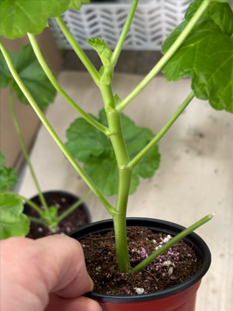 물병자리별 파니발랩스카 러시아 제라늄 이미지