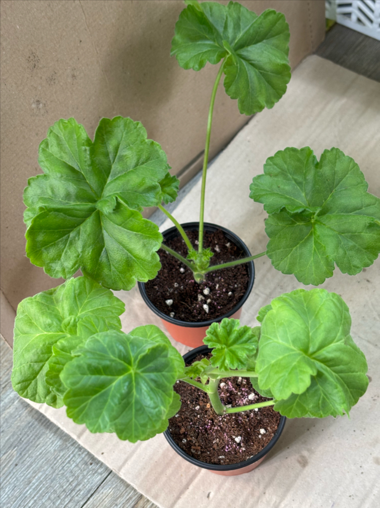 물병자리별 파니발랩스카 러시아 제라늄 이미지