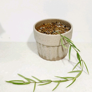 호야 리네아리스 ( Hoya linearis) 이미지