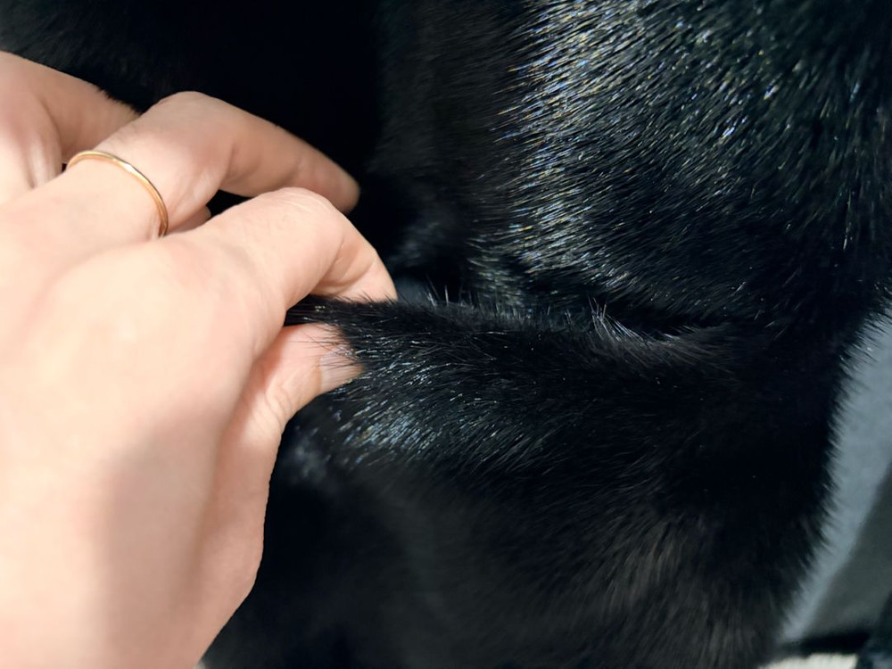 진도 모피 이미지