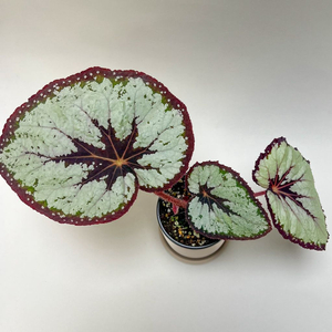 베고니아 DS-드레스코드 이미지