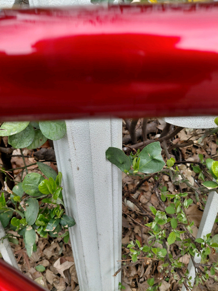 픽시 쓰나미 이미지