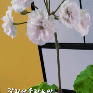 제라늄. 갈리나울라노바 이미지