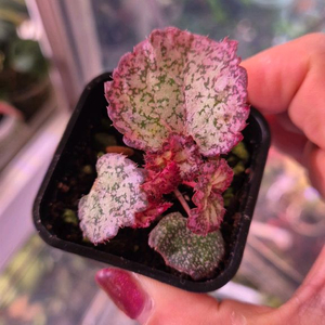 렉스베고니아 DS 핑크팬더 이미지