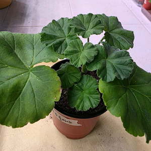 변종제라늄 랩소디인 롤리샤 분양 이미지