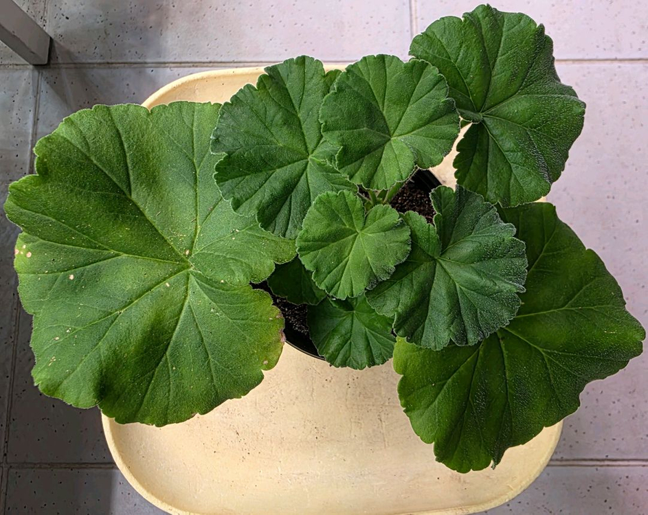 변종제라늄 랩소디인 롤리샤 분양 이미지