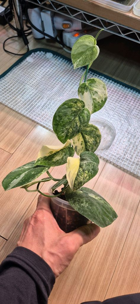 스킨답서스 망구라이 이미지