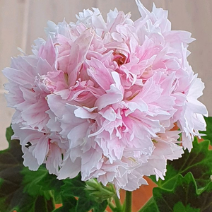 스텔라제라늄 캔디플러스도넛 이미지