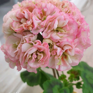 제라늄 엔젤릴리 꽃대있음 이미지