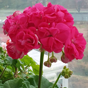 제라늄 2종 셋트 두종 모두 꽃대있음 이미지