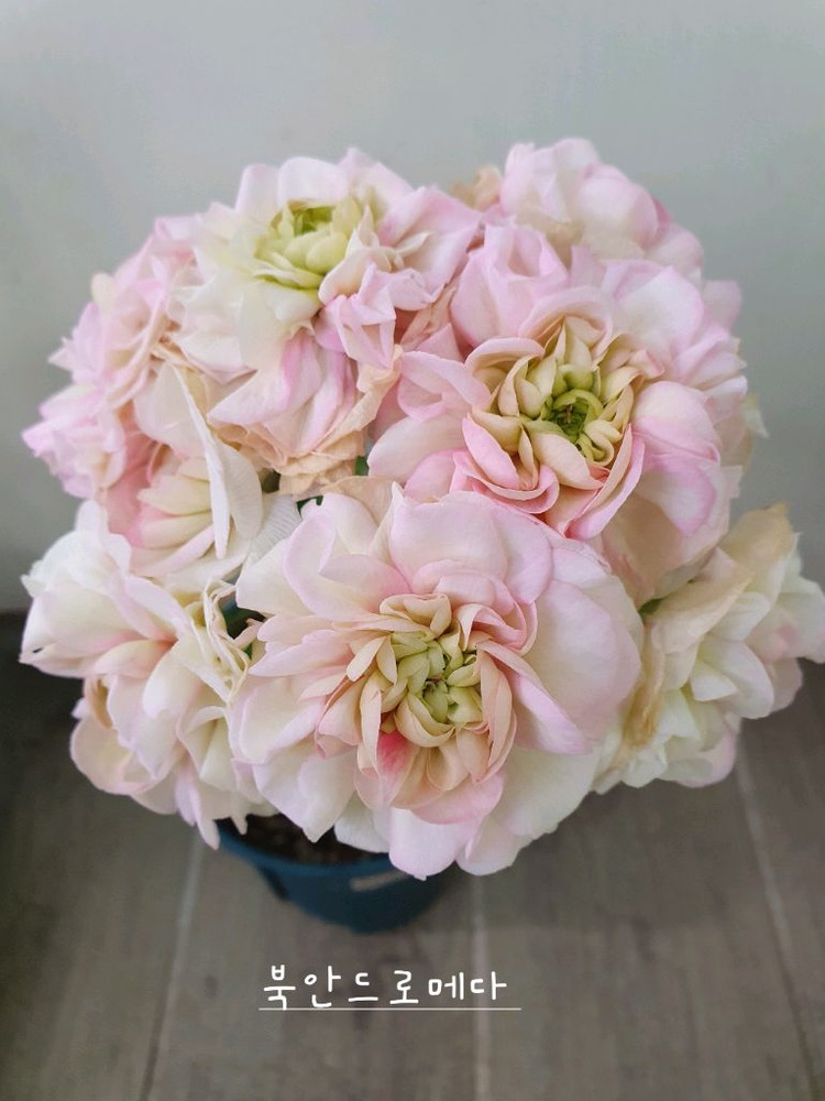 제라늄 북안드로메다 이미지