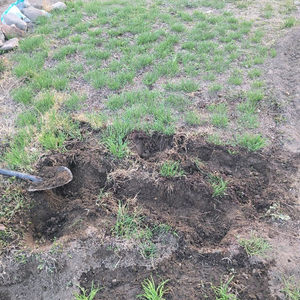 부추모종 이미지