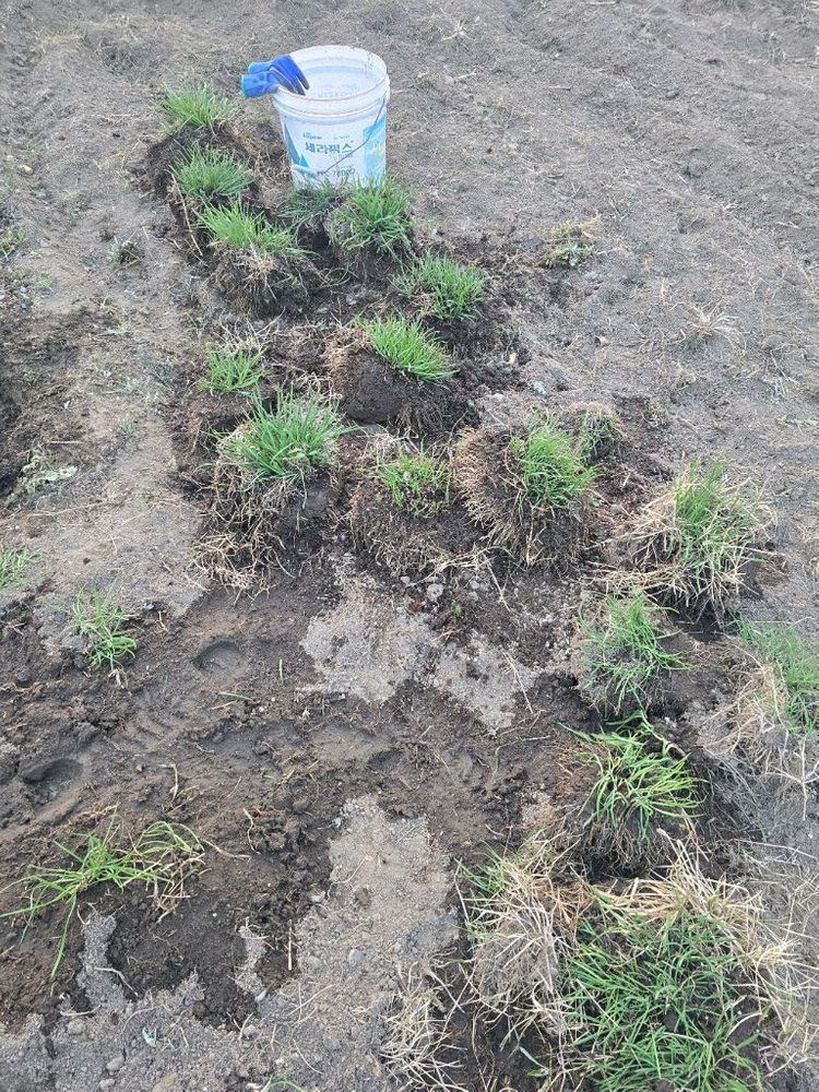 부추모종 이미지