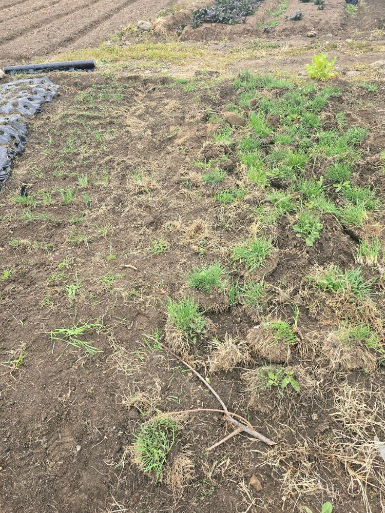 부추모종 이미지