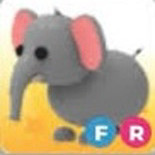 입양하세요 펫 코끼리 팔아요 이미지