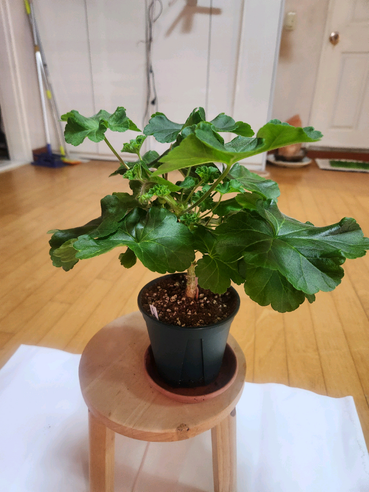 물병자리제라늄 이미지