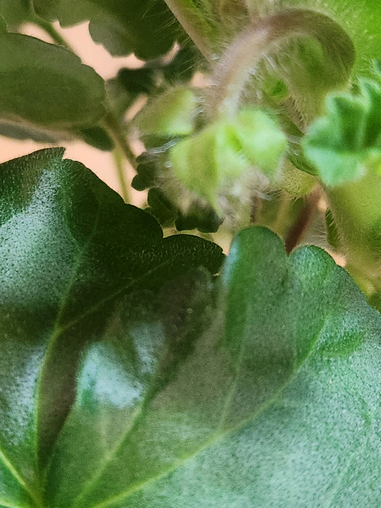 물병자리제라늄 이미지