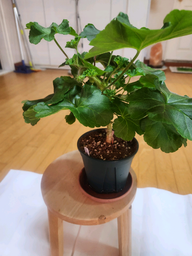 물병자리제라늄 이미지