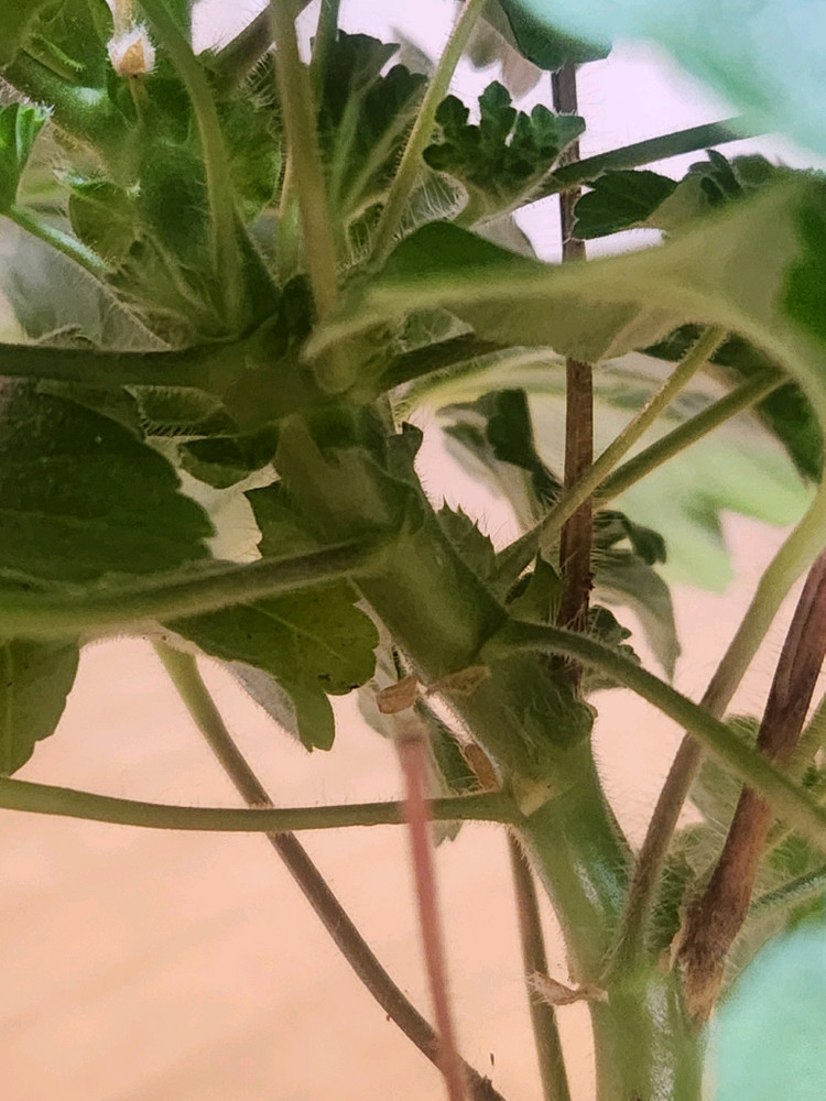 물병자리제라늄 이미지