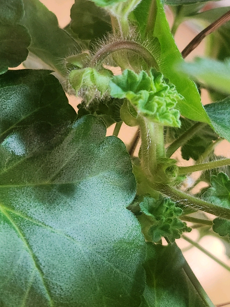 물병자리제라늄 이미지