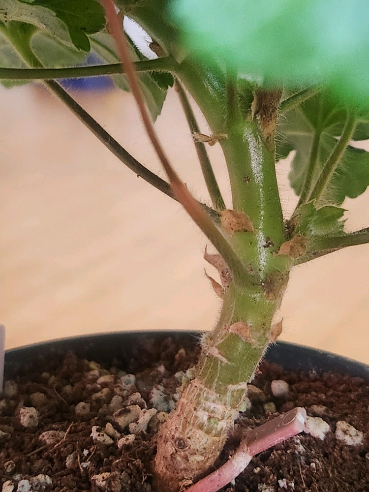 물병자리제라늄 이미지