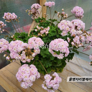 물병자리제라늄 이미지