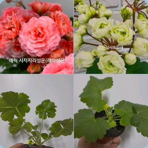 2종 사자자리성운 심샤르도네 중러 제라늄 5.0 이미지