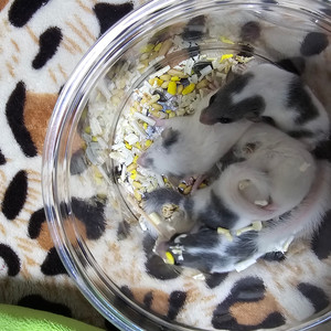 피그미다람쥐 이미지