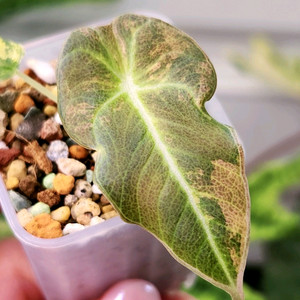 알로카시아 블랙벨벳 옐로우 바리에가타 이미지