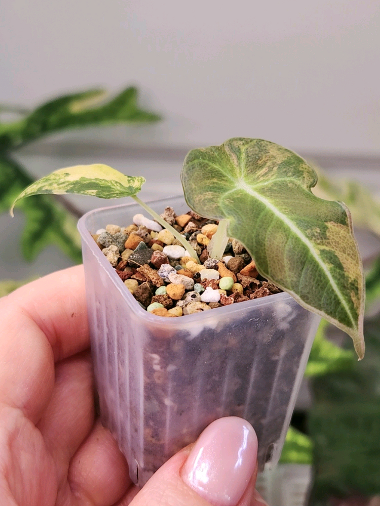 알로카시아 블랙벨벳 옐로우 바리에가타 이미지