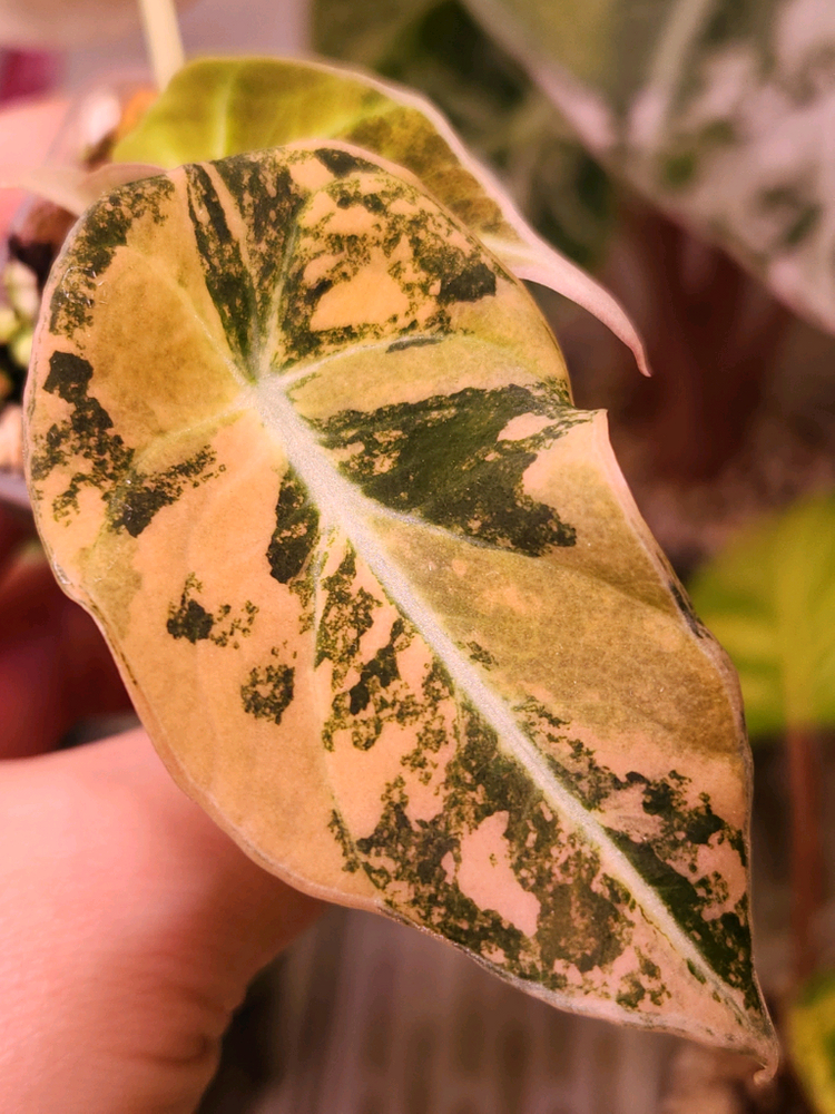 알로카시아 블랙벨벳 옐로우 바리에가타 이미지