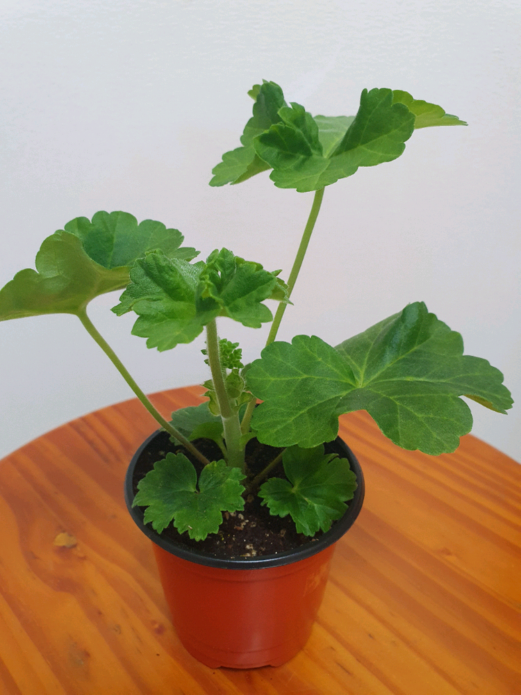 제라늄 북안드로메다 이미지