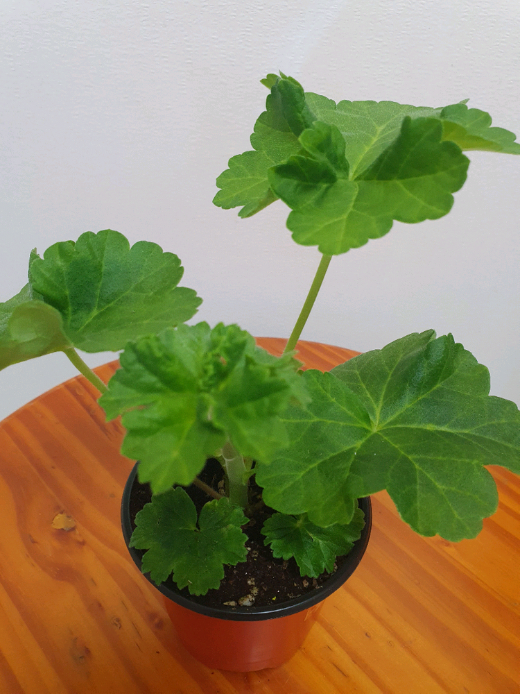 제라늄 북안드로메다 이미지