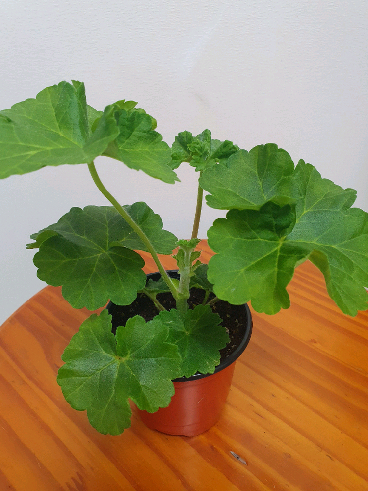 제라늄 북안드로메다 이미지