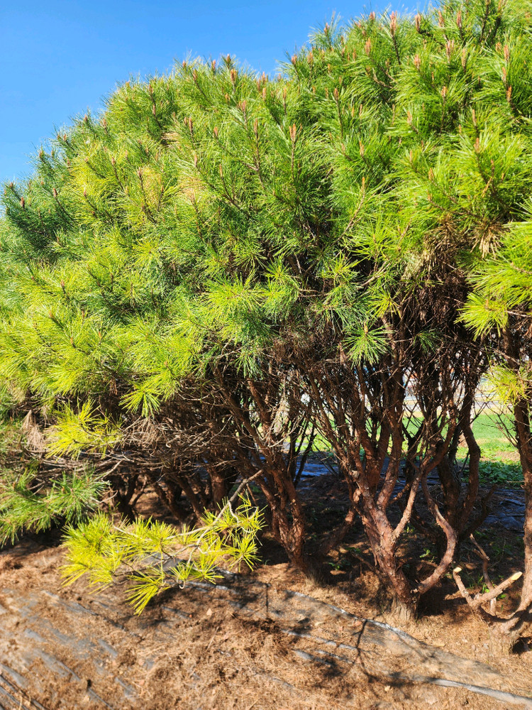 반송나무 반송소나무 이미지