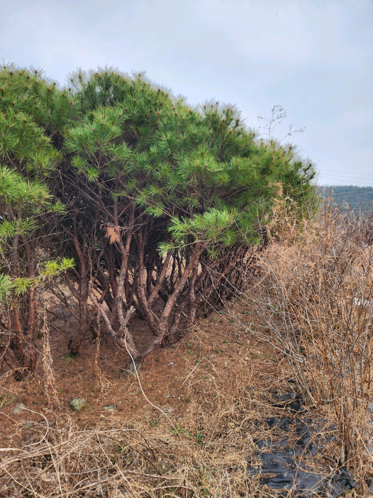 반송나무 반송소나무 이미지