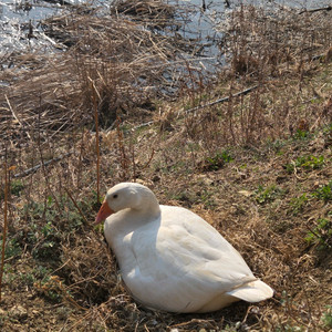 아고다 트립닷컴 해외 항공권, 숙소 80% 구매 원합니다! 이미지