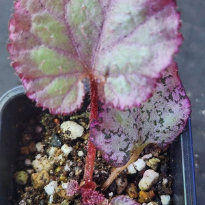 베고니아2종/DS핑크팬더&핑크라바 이미지