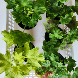 스텔라 제라늄분양 이미지