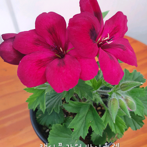 리갈제라늄 캔디플라워 바이올렛 꽃대있음, 이미지