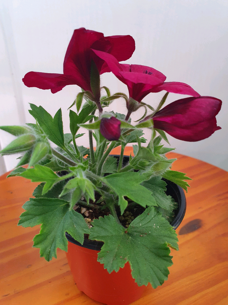 리갈제라늄 캔디플라워 바이올렛 꽃대있음, 이미지