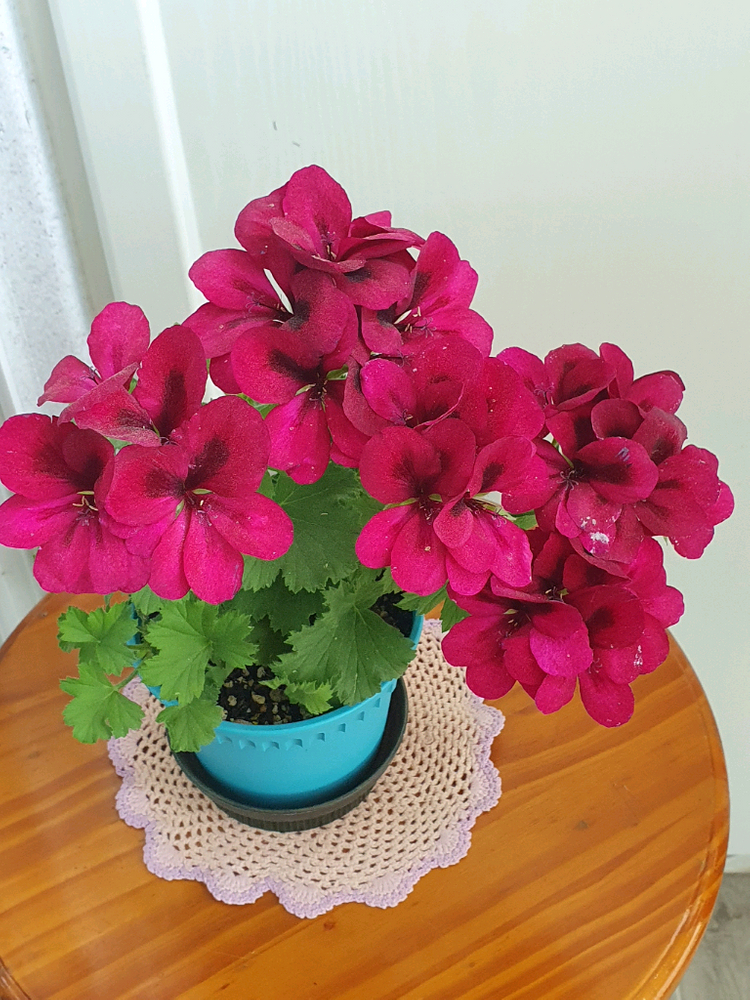 리갈제라늄 캔디플라워 바이올렛 꽃대있음, 이미지