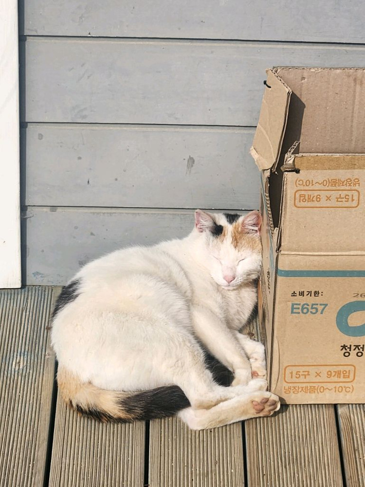 갤럭시 s25 s25플러스 25울트라 사기조심 이미지