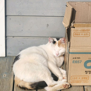 갤럭시 s25 s25플러스 25울트라 사기조심 이미지